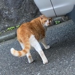 NEETaro