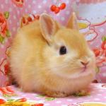 みみ