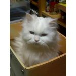 ねこうさぎ
