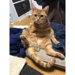 あるなか