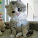 ちろちろりん