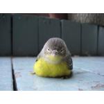 おこめ