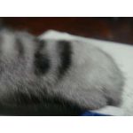sdhr-nya