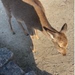 まぐね