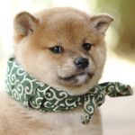 気まぐれ親父
