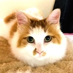 観客さん