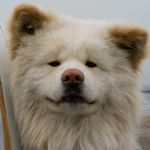 大志