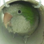aar