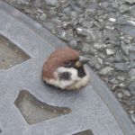 藤そば