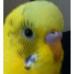 チョッパー