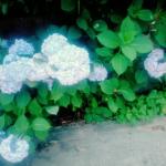 userPhoto