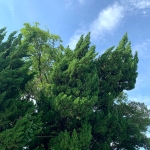 userPhoto