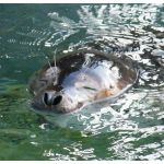 やきぐり