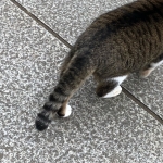 あきら