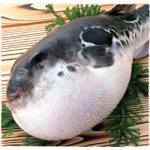 ハリセンボン