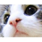 バイアグラ