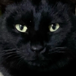 うおのめ