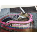 ねこのこ