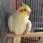 Cotori