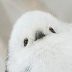 スィン