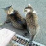 某猫と飼い主とLDR