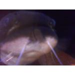 おいも
