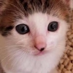 詩歌