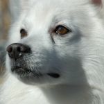 kagerou(白すぴっつ)