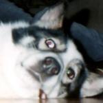お犬様