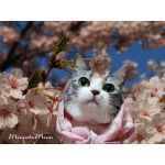 よしにゃん
