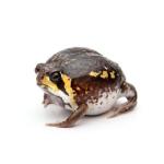 フクラガエル