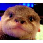 カワウソちぃたん☆