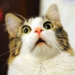 neko