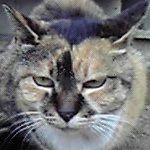 ちょり