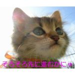 たっか