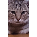 userPhoto