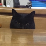 ねこざえもん