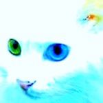 ちょび・ω・