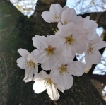 userPhoto