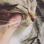 猫と犬と無能社員