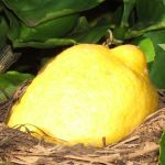 lemon