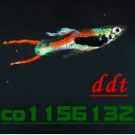 ddt