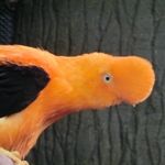 userPhoto