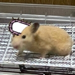 userPhoto