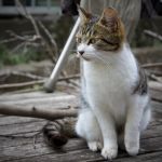 かづきだよ