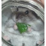 迷子