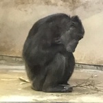 よたよた