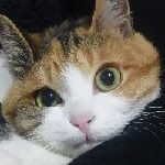 めか