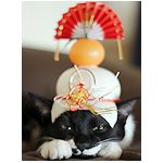 ほんなあほな