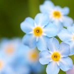 花似歌